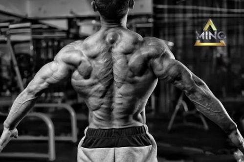 肌肉高清图片亚洲欧美,亚洲与欧美肌肉高清图鉴对比解析